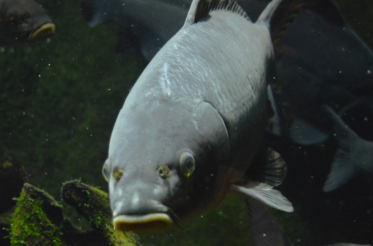 La Ferté-Macé image